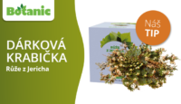 Botanic.cz Dárková krabička Růže z Jericha