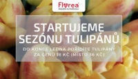 Florea.cz Sleva až 50% na tulipány