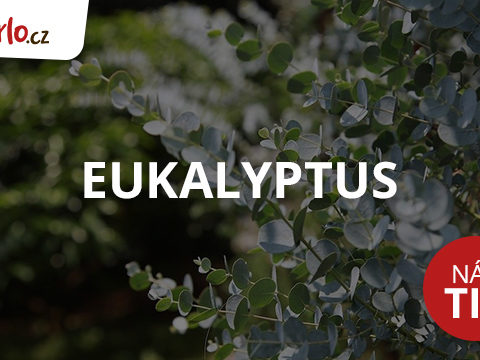 Garlo.cz Eukalyptus