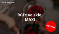 Roseskingdom.cz Růže ve skle MAXI